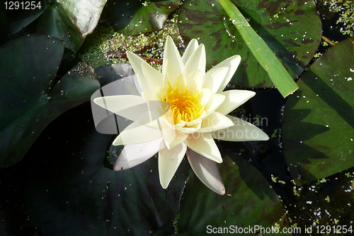 Image of Water Lilly 