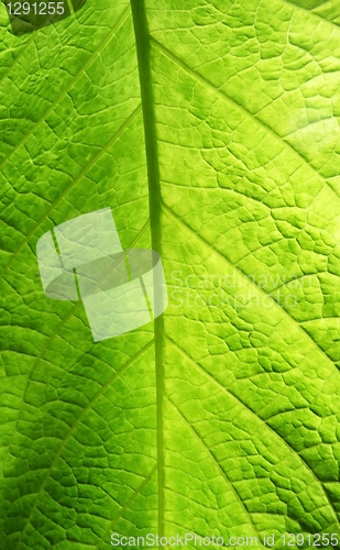 Image of Green Leaf Texture