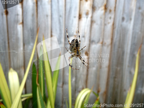 Image of Spider On Web