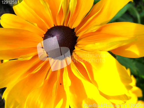 Image of Rudbeckia Flower 