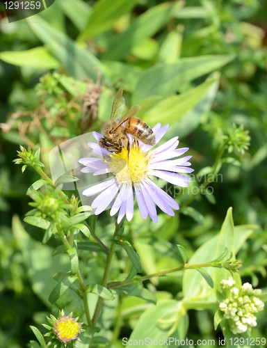 Image of Bee On A Small Flower 