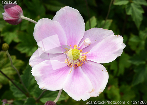 Image of Single Japanese Anemone 