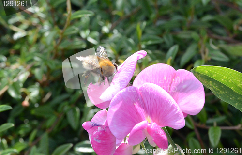 Image of Bee On Snapdragon Flower