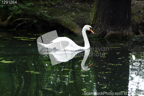 Image of Swan 
