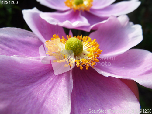 Image of Close Up Japanese Anemone