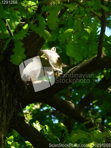 Image of Squirrel