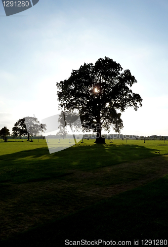 Image of Lydiard Park Trees 