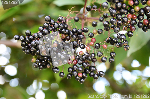 Image of Black Spherical Berries 