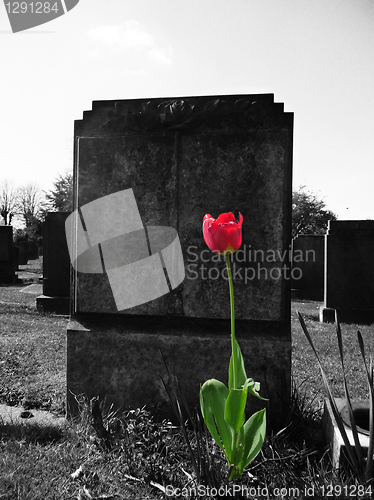 Image of Rose On My Grave