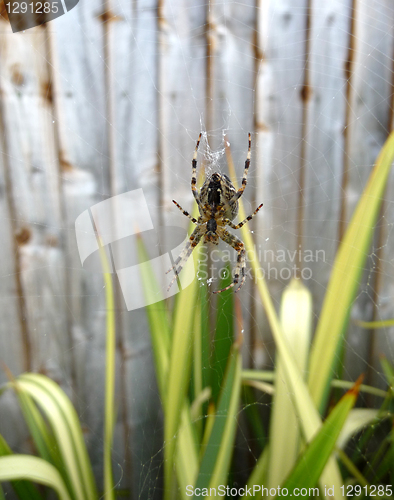 Image of Spider On Web