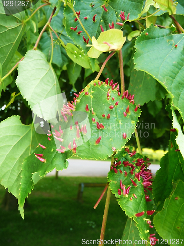 Image of Odd Tree Leaf Infection