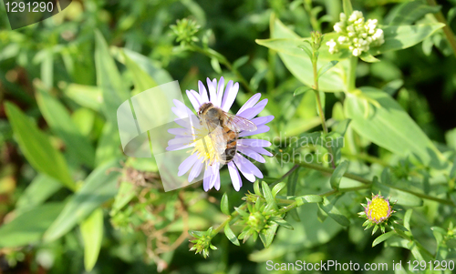 Image of Bee On A Small Flower 