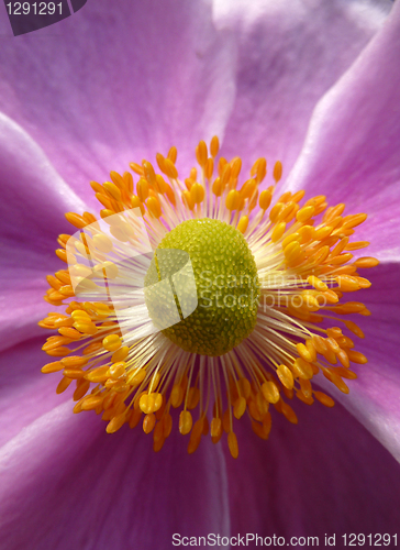 Image of Close Up Japanese Anemone