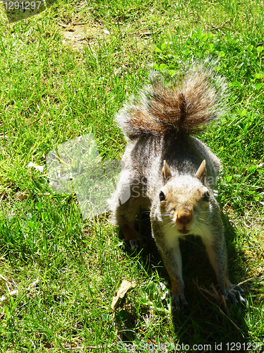 Image of Squirrel