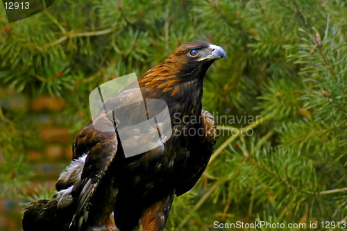 Image of Golden eagle