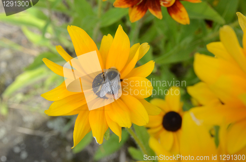 Image of Bee On Rudbeckia Flowers 