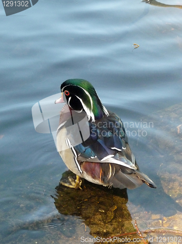 Image of Mandarin Duck 