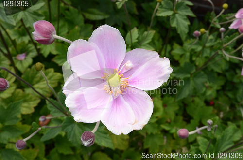 Image of Single Japanese Anemone 