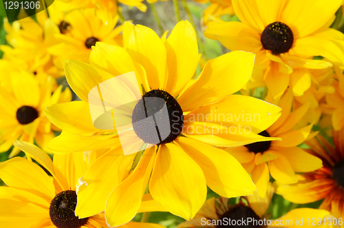 Image of Rudbeckia Flowers 