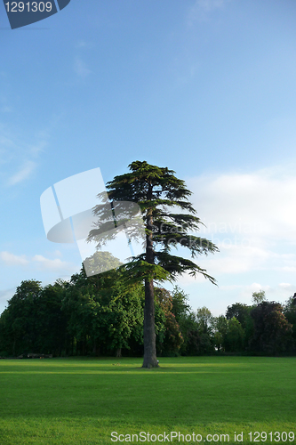 Image of Lydiard Park Trees 