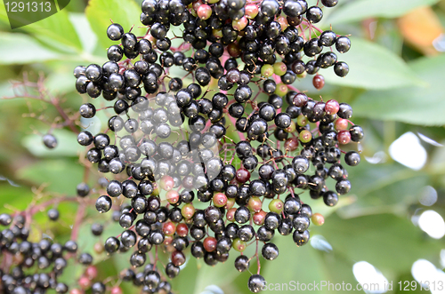 Image of Black Spherical Berries 