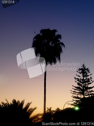 Image of Silhouetted Palm Tree