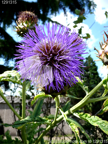 Image of Thistle Flower