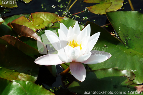 Image of Water Lilly 