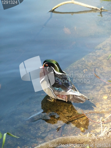 Image of Mandarin Duck 