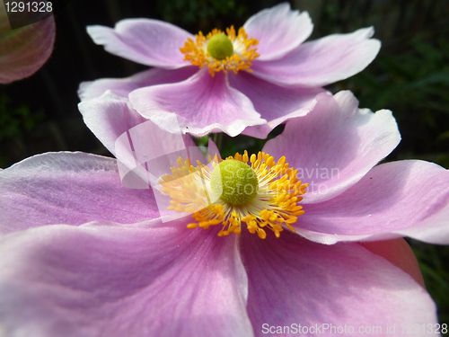 Image of Close Up Japanese Anemone