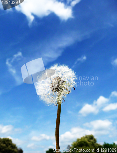 Image of Dandelion Clock