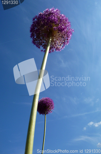 Image of Spherical Flowers