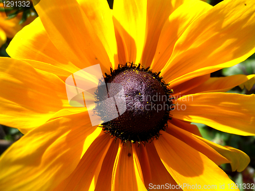 Image of Rudbeckia Flower 