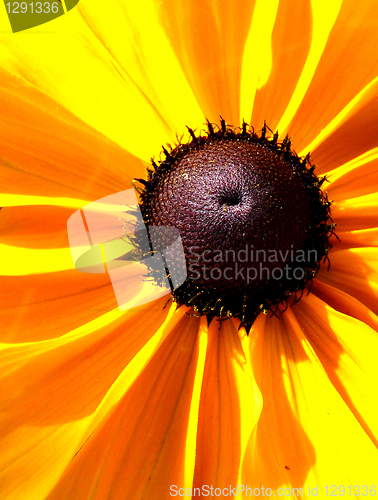 Image of Rudbeckia Flower 