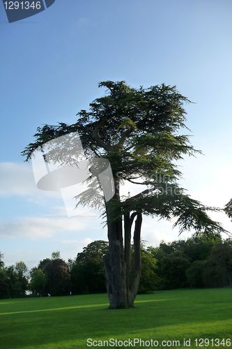 Image of Lydiard Park Trees 