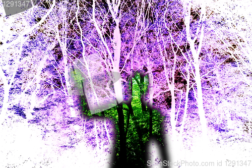 Image of Ghost In The Woods