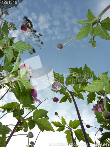 Image of Underside Of Japanese Anemone 