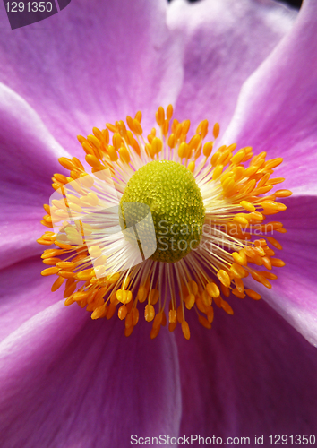 Image of Close Up Japanese Anemone