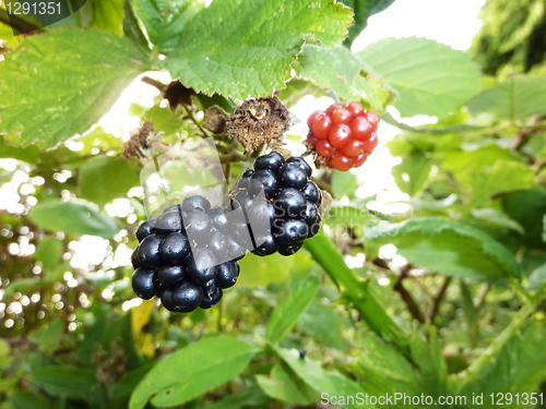 Image of Blackberries 