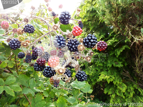 Image of Blackberries 