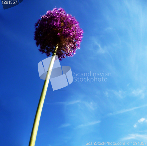 Image of Spherical Flowers