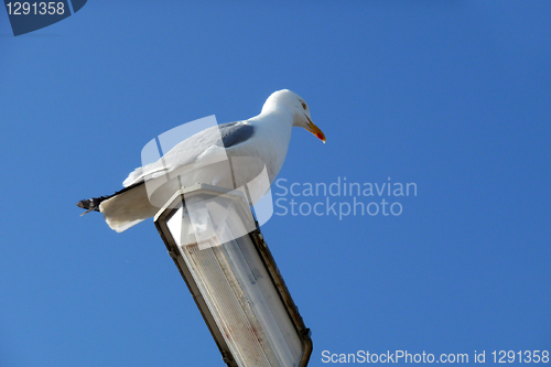 Image of Seagull On Lamppost