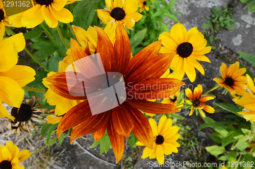 Image of Rudbeckia Flowers 