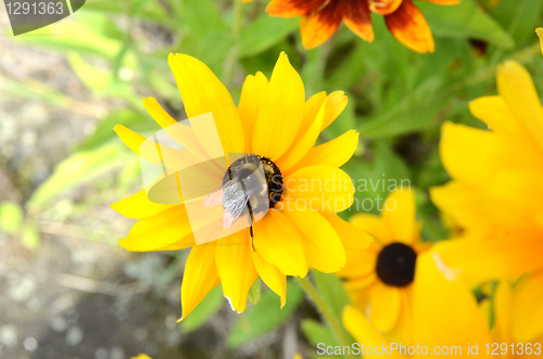 Image of Bee On Rudbeckia Flowers 