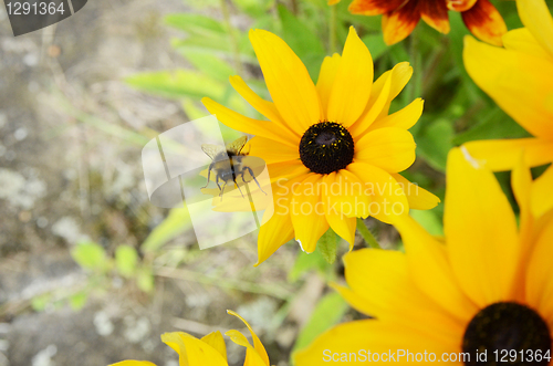 Image of Bee On Rudbeckia Flowers 