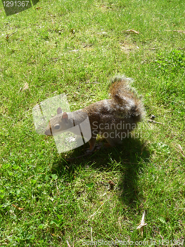 Image of Squirrel