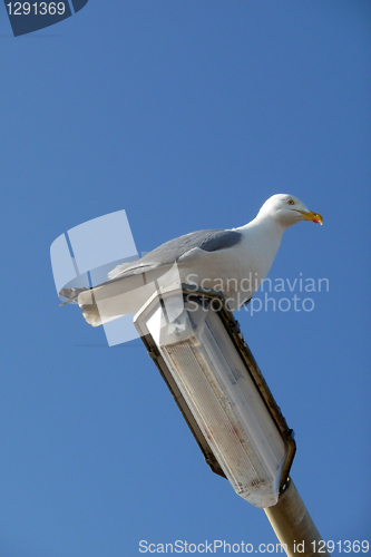 Image of Seagull On Lamppost