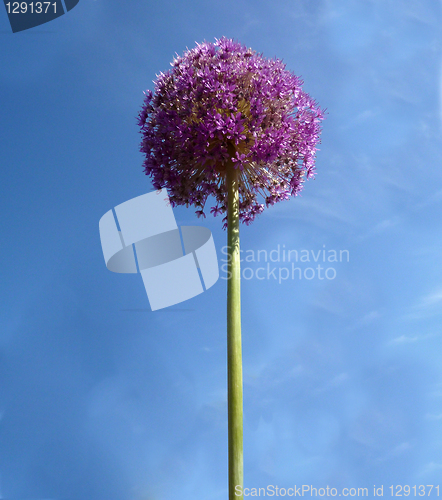 Image of Spherical Flowers