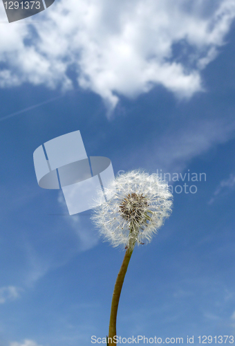 Image of Dandelion Clock