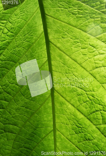 Image of Green Leaf Texture